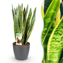 Kamerplant - Sansevieria Laurentii - Pot Ø 21cm Hoogte ↕ 70-80cm