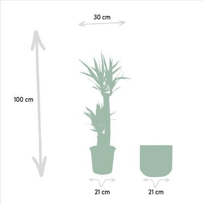 Kamerplant - Yucca - Pot Ø 21cm Hoogte ↕ 100cm