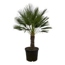 XL plant - Chamaerops humilis op Stam - Winterhard - Pot Ø 45cm Hoogte ↕ 150cm