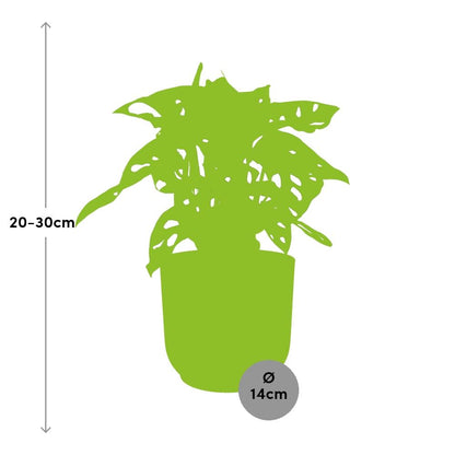 Kamerplant - Monstera 'Monkey Leaf' - Pot Ø 14cm