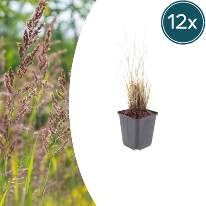 Buitenplant 12x Calamagrostis brachytricha - Pot Ø 9cm Hoogte ↕ 10-25cm