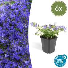 Buitenplant 6x Campanula poscharskyana 'Stella' - Bloeiend - Pot Ø 9cm Hoogte ↕ 10-25cm