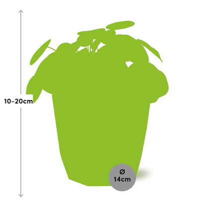 Kamerplant - Pilea Peperomioides - Inclusief sierpot - Pot Ø 12cm