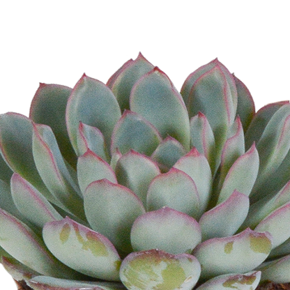 Kamerplant 3x Echeveria Mix - Pot Ø 8.5cm