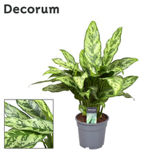 Kamerplant - Aglaonema Romeo - Pot Ø 17cm Hoogte ↕ 60cm