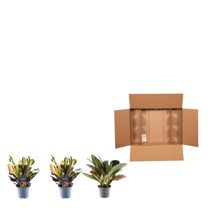 Kamerplant 3x Croton Codiaeum mix - Pot Ø 12cm Hoogte ↕ 30cm