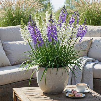 Buitenplant 5x Camassia Leichtlinii Mix - Bloembollen Paars en Wit - Bolmaat 12/14