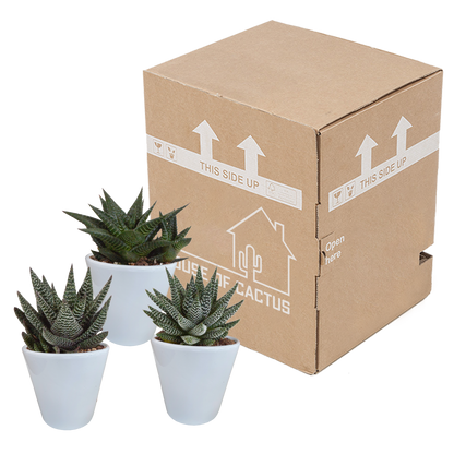 Kamerplant 3x Gasteria/Haworthia mix - Incl. witte sierpot - Pot Ø 8,5cm