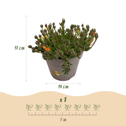 Buitenplant 8x Delosperma Jewel of Desert - Winterhard - Pot Ø 14cm Hoogte ↕ 17cm