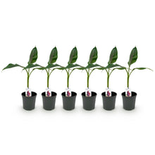 Buitenplant 6x Musa sikkemensis Red Tiger - Winterhard - Pot Ø 17cm Hoogte ↕ 40cm