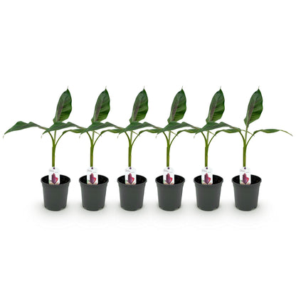 Buitenplant 6x Musa sikkemensis Red Tiger - Winterhard - Pot Ø 17cm Hoogte ↕ 40cm