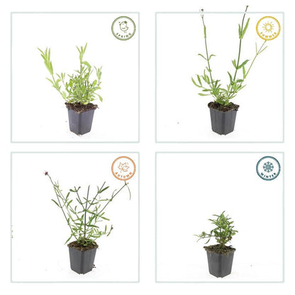 Buitenplant 24x Verbena bonariensis - Bloeiend - Pot Ø 9cm Hoogte ↕ 10-25cm