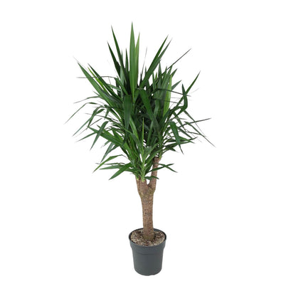XL kamerplant - Yucca Elephantipes vertakt - Pot Ø 31cm Hoogte ↕ 150cm