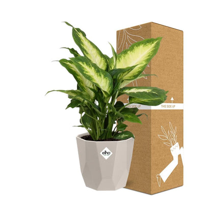 Kamerplant - Dieffenbachia 'Camilla' - Pot Ø 14cm