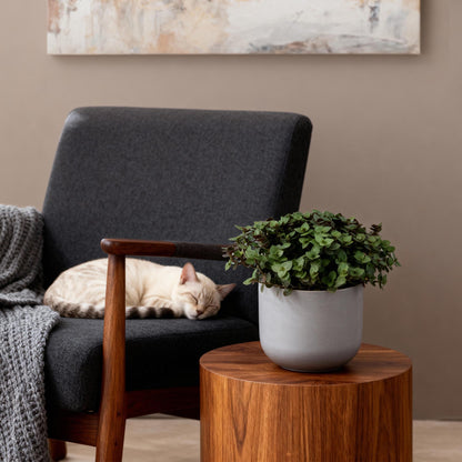 Green boutiQ - Kamerplant - Calissia repens - Kattengras - Huisdiervriendelijk - Groen - 2 Planten - Pot 12cm - Hoogte 17-20cm