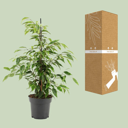 Kamerplant - Ficus Benjamina Anastasia - Pot Ø 14cm Hoogte ↕ 55cm