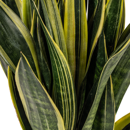 Kamerplant - Sansevieria Trifasciata Canary - Pot Ø 17cm Hoogte ↕ 45-55cm