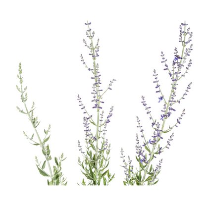 Buitenplant - Perovskia Atriplicifolia - Bloeiend - Pot Ø 19cm Hoogte ↕ 50-60cm