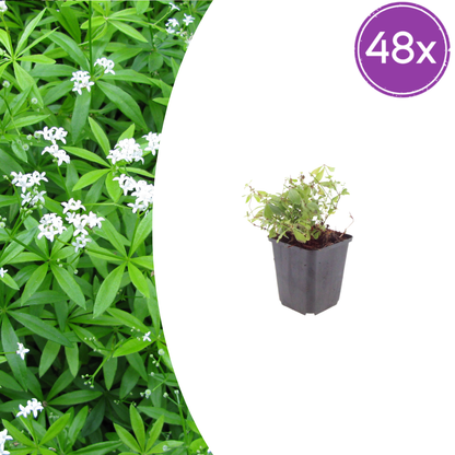 Buitenplant 48x Galium odoratum - Pot Ø 9cm Hoogte ↕ 10-25cm