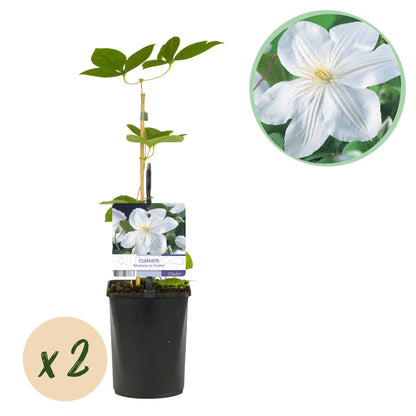 Buitenplant 2x Clematis 'Madame Le Coultre' - Klimplant - Bloeiend - Pot Ø 11cm Hoogte ↕ 40cm