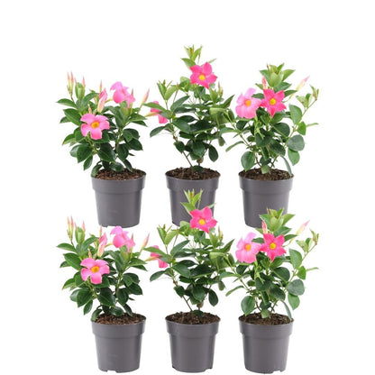 Buitenplant 6x Dipladenia Pink (Mandevilla) - Bloeiend - Pot Ø 12cm Hoogte ↕ 25cm