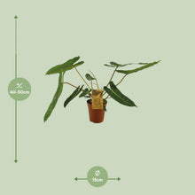 Kamerplant - Philodendron Billetiae - Pot Ø 15cm Hoogte ↕ 50cm