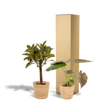 Kamerplant set - Ficus Elastica Melany + Alocasia Wentii - Met mand - Pot Ø 21cm + Ø 19cm