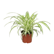 Kamerplant - Chlorophytum - Pot Ø 12cm Hoogte ↕ 25cm