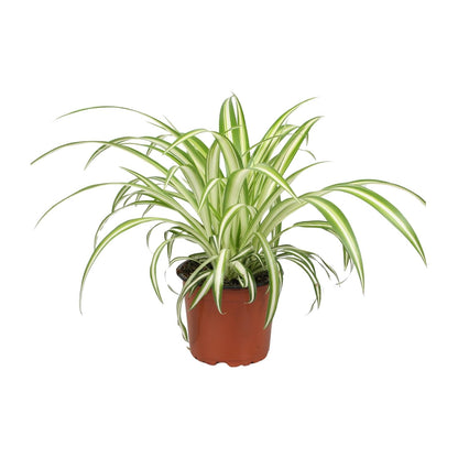 Kamerplant - Chlorophytum - Pot Ø 12cm Hoogte ↕ 25cm