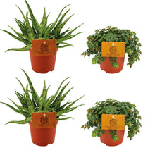 Kamerplant 4x Aloe Spider & Sedum Tornado - Combiset 4 stuks - Pot Ø 10.5cm Hoogte ↕ 10cm