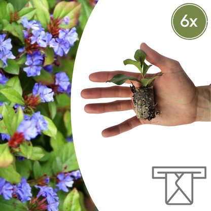 Buitenplant 6x Ceratostigma - Bloeiend - Stekpluggen