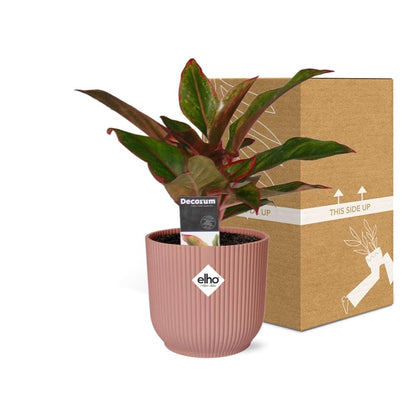 Kamerplant - Aglaonema Crete - Pot Ø 14cm