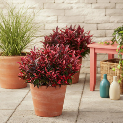 Buitenplant - Leucothoe Zeblid - Groenblijvend - Pot Ø 17cm Hoogte ↕ 45cm