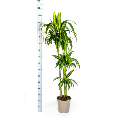 XL kamerplant - Dracaena Deremensis Hawaiian Sunshine - Pot Ø 24cm Hoogte ↕ 130-150cm