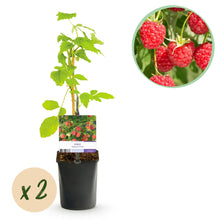 Buitenplant 2x Rubus Mailing Promise - Framboos Rode Vrucht - Pot Ø 11cm Hoogte ↕ 40cm