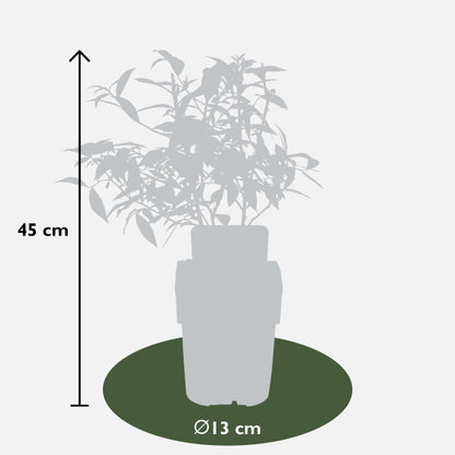 Buitenplant 3x Vitis Pixie Mix - Pot Ø 14cm Hoogte ↕ 30cm