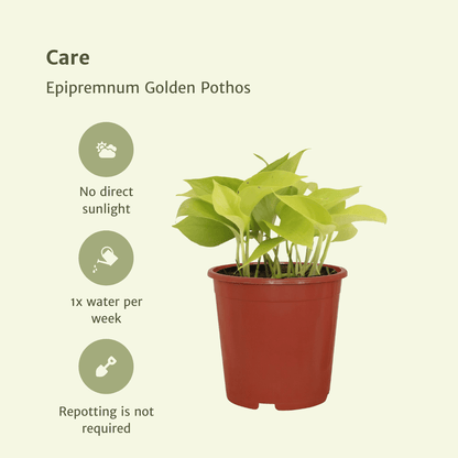 Kamerplant 4x Epipremnum Golden Pothos - Pot Ø 12cm Hoogte ↕ 15cm