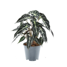 Kamerplant - Alocasia Bambino Arrow - Pot Ø 14cm Hoogte ↕ 40cm