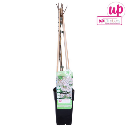 Buitenplant - Fallopia baldschuanica - Bruidsluier - Pot Ø 15cm Hoogte ↕ 65cm