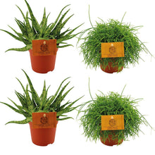 Kamerplant 4x Mix - 2x Aloe Spider + 2x Rhipsalis Cassutha - Pot Ø 10.5cm Hoogte ↕ 10cm