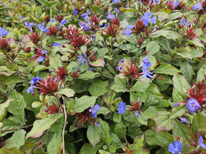 Buitenplant 48x Ceratostigma plumbaginoides - Bloeiend - Pot Ø 9cm Hoogte ↕ 10-25cm