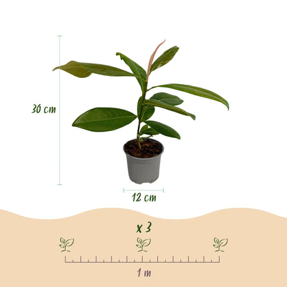 Buitenplant 3x Magnolia grandiflora - Bloeiend - Pot Ø 12cm Hoogte ↕ 30cm