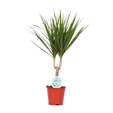Kamerplant - Dracaena Marginata - Pot Ø 14cm Hoogte ↕ 55cm