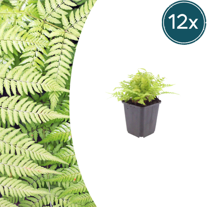Buitenplant 12x Dryopteris filix-mas - Pot Ø 9cm Hoogte ↕ 10-25cm