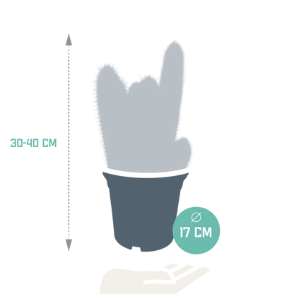 Kamerplant - Vatricania guentheri - Ø 17cm - zonder pot