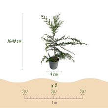 Buitenplant 8x Cupressocyparis leylandii - Groenblijvend - Pot Ø 9cm Hoogte ↕ 35-40cm