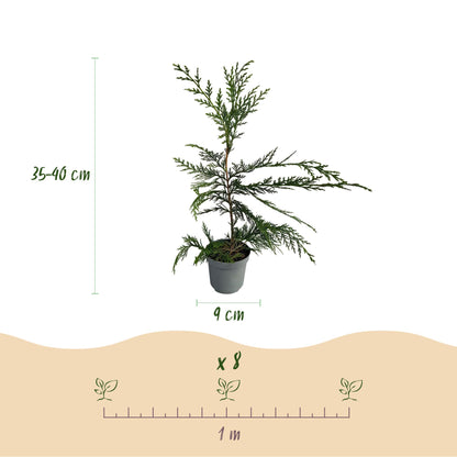 Buitenplant 8x Cupressocyparis leylandii - Groenblijvend - Pot Ø 9cm Hoogte ↕ 35-40cm