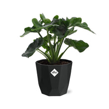 Kamerplant - Philodendron Atom - Pot Ø 14cm