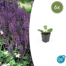 Buitenplant 6x Salvia nemorosa 'Mainacht' - Bloeiend - Pot Ø 9cm Hoogte ↕ 10-25cm