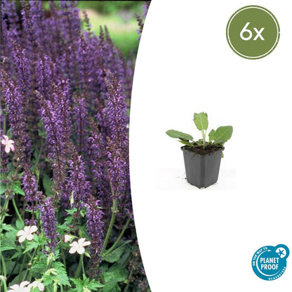 Buitenplant 6x Salvia nemorosa 'Mainacht' - Bloeiend - Pot Ø 9cm Hoogte ↕ 10-25cm